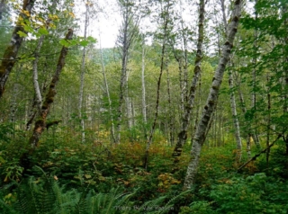 An area of early recovering forest