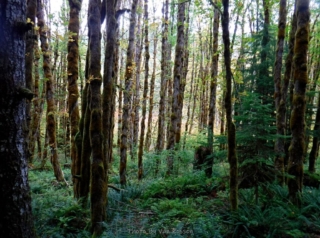 Maple stand covered in moss