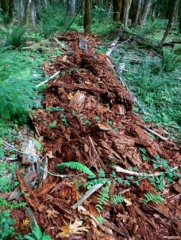 A cedar tree in last stages of Decomposing