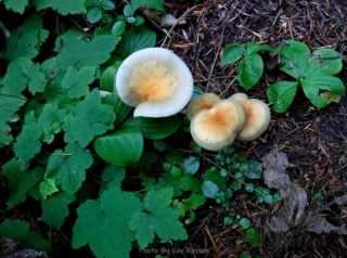 Not a lot of mushrooms were out