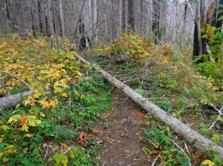We went about four mile an hit down tree and turn around
