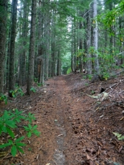 On the ridge going through the tunnel of trees section