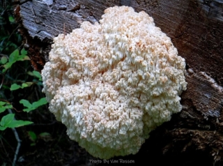 Lion's Mane Mushroom