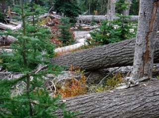 The massive micro burst blowdown area