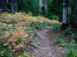 Huckleberries had turn yellow