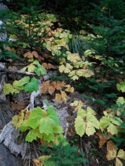 Villella Leaf was dying back