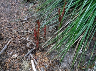 Pine drops just coming up