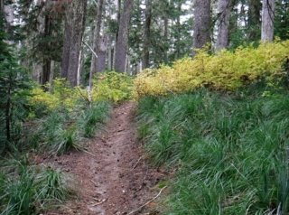 Bear grass and huckleberries heading into sub-alpine forest