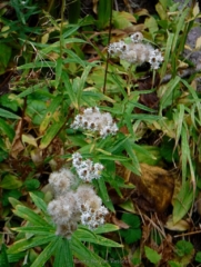 The Pearly Everlasting finally going to seed