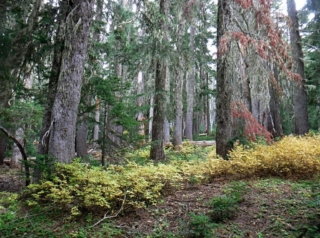 Old growth Sub-alpine forest