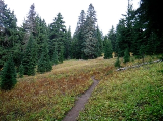 Trail going through an alpine meadow.