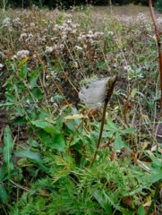 Old Man of the Mt. sending it's seed out