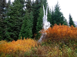 The bleached out old stump just before the trail junction