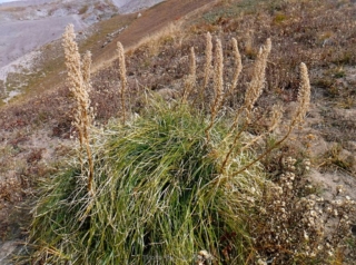The only bear grass plant that I found that put flowers this year