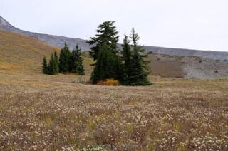 Flowers had all gone to seed in this alpine meadow.
