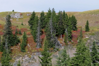 Huckleberry color around trees