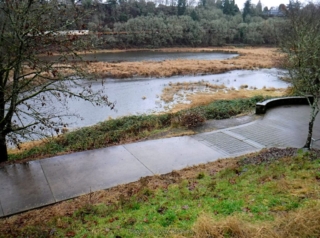 A wetland area with lots of geese and ducks