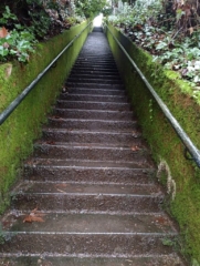 PittockRamble_IMG_20250105_080956717