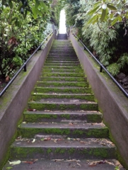 PittockRamble_IMG_20250105_081656819