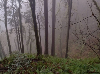 PittockRamble_IMG_20250105_092357839