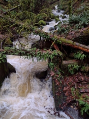 PittockRamble_IMG_20250105_093547350