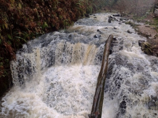 PittockRamble_IMG_20250105_095759646