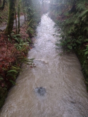 PittockRamble_IMG_20250105_100449418