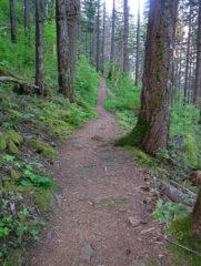 Herman Creek Trail to Junction