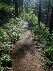 Nice filtered sun on early morning trail