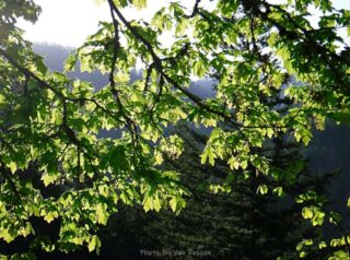 New green leaves on trees
