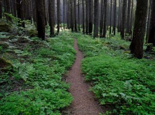 Trail passing through Spring green and blackened trunks