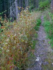 Lots of Poison Oak along the trail