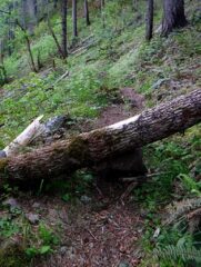 First of many logs across trail