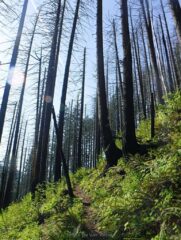 Trail climbs through burnt forest area