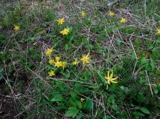 Up high enough to find Glacier Lilies