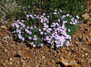 Phlox