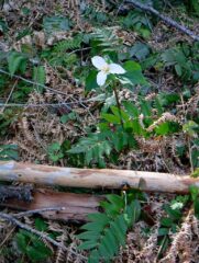 Trilliums were just starting bloom at higher elevation