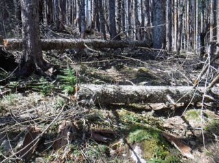 At this point the log hoping began