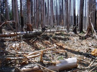 A 1/4 mile of log hopping