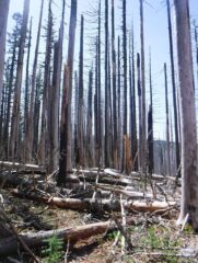 This once was such a beautiful section of trail