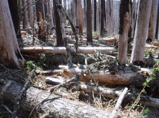 The log hopping gits worse