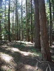 The back into unburnt forest