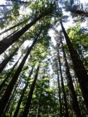 Nice green towering trees