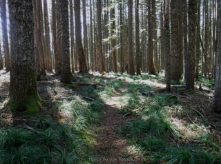 Trail across Benson Plateau and my turn around spot