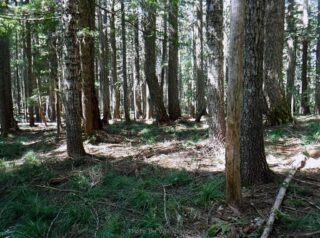 Benson Plateau covered in forest and bear grass