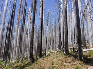 Back into the log hoping zone