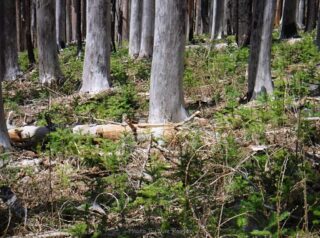 New baby trees have started