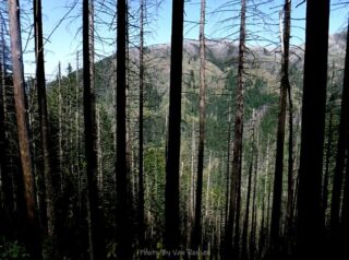 View of Nick Eaton Ridge through the burnt trees