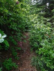 A good trail disappears in the brush