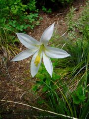 Finally a blooming Cascade Lily